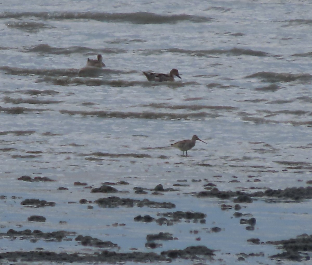 Bar-tailed Godwit - ML608465867