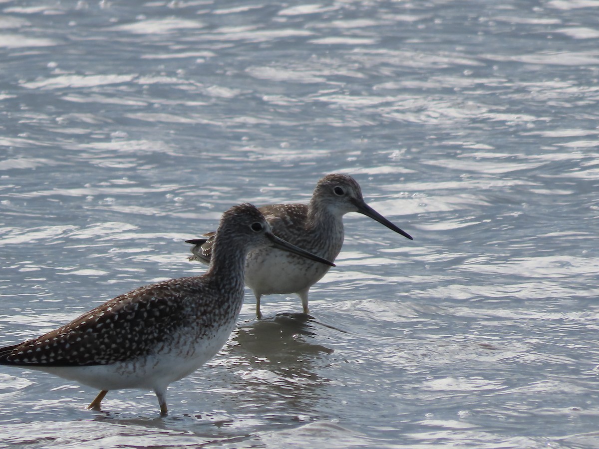 Greater Yellowlegs - Laura Burke