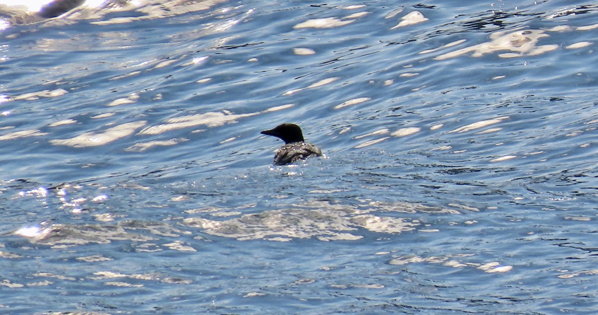 Thick-billed Murre - ML608465911