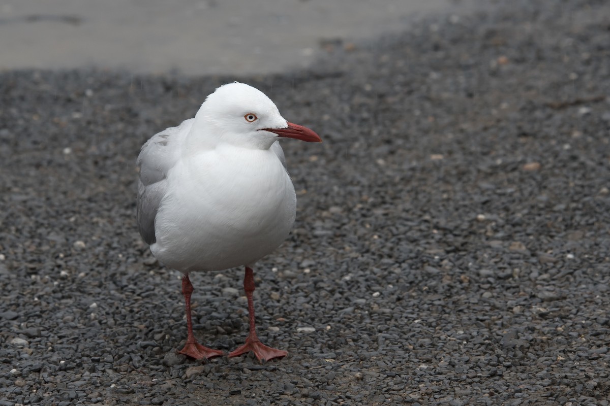 Silver Gull - ML608466001