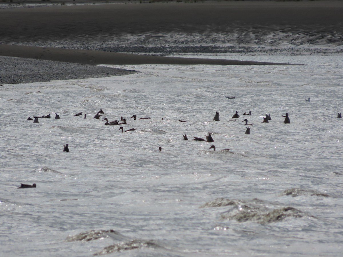 Northern Pintail - ML608466004