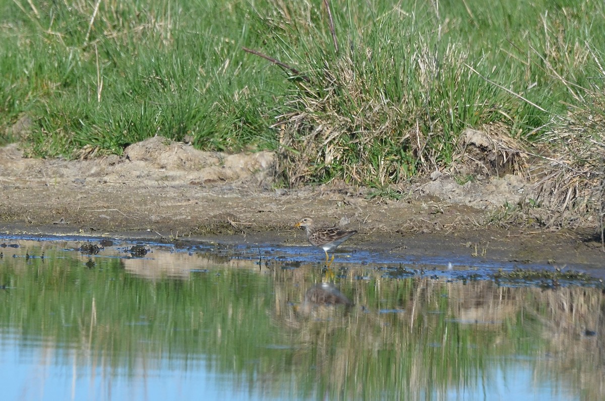 Pectoral Sandpiper - ML608466012