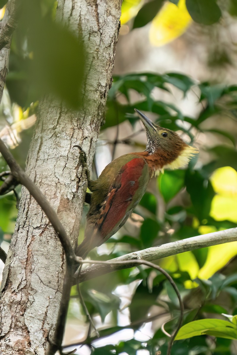 Checker-throated Woodpecker - Prolay Kundu