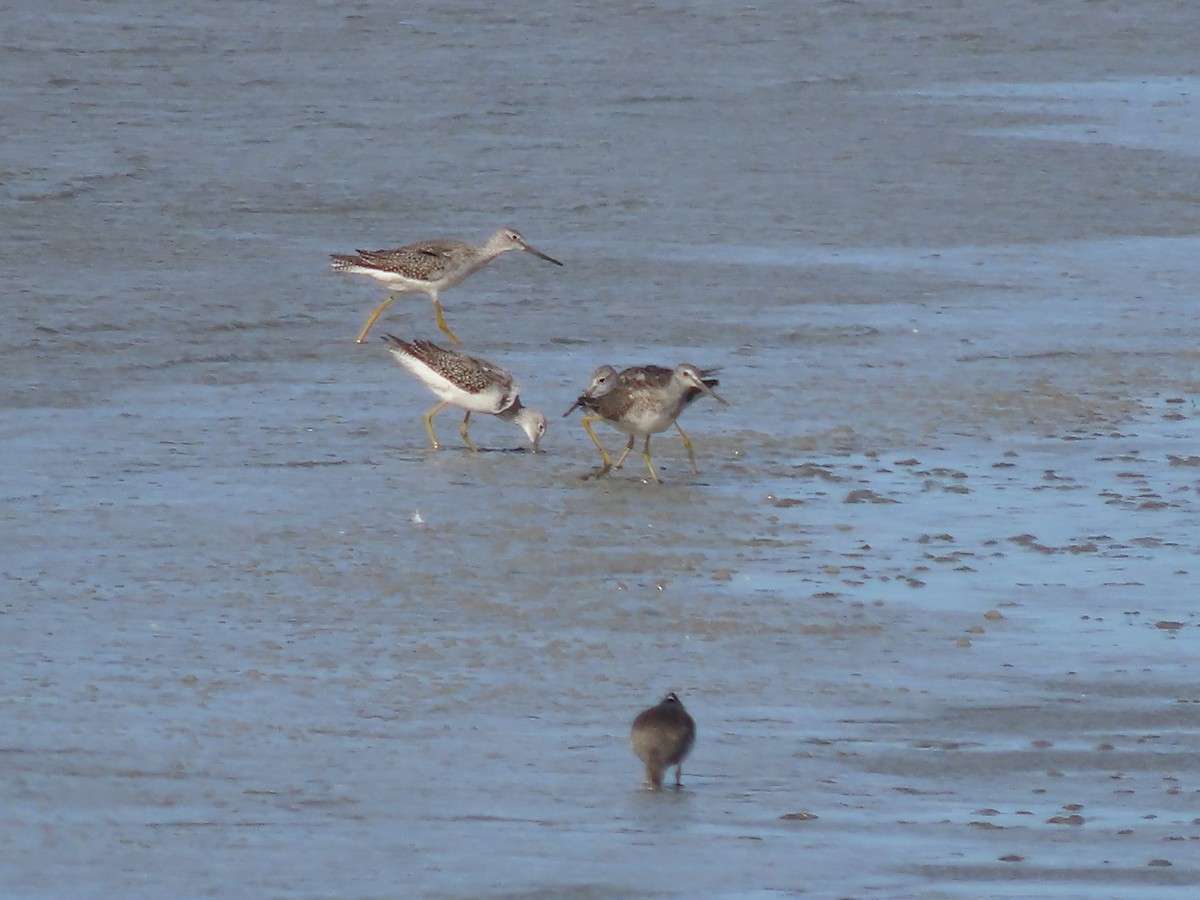 Greater Yellowlegs - ML608466065