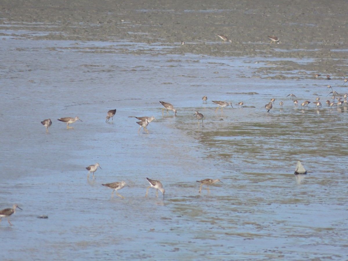 Greater Yellowlegs - ML608466069