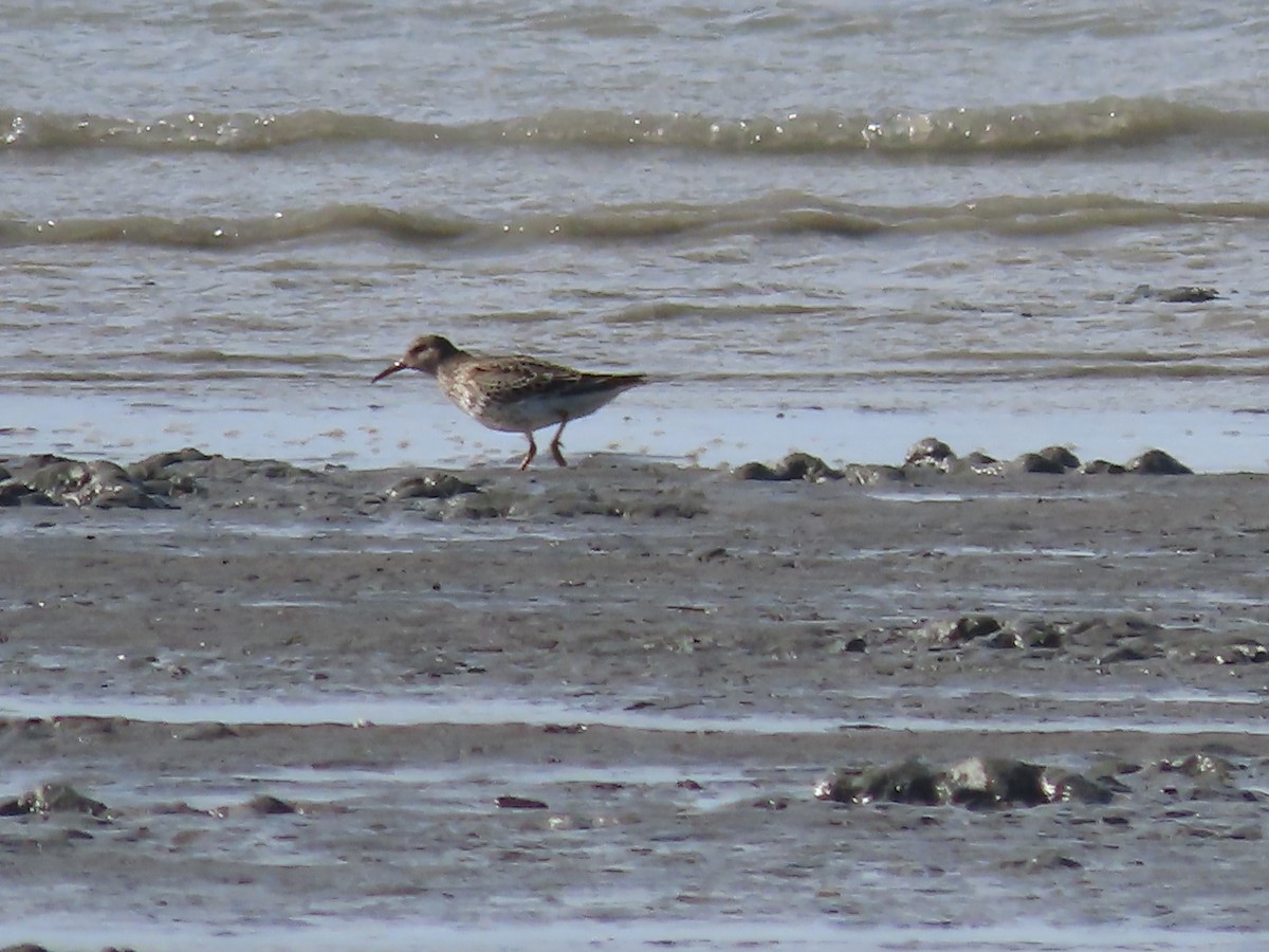 Rock Sandpiper - Laura Burke