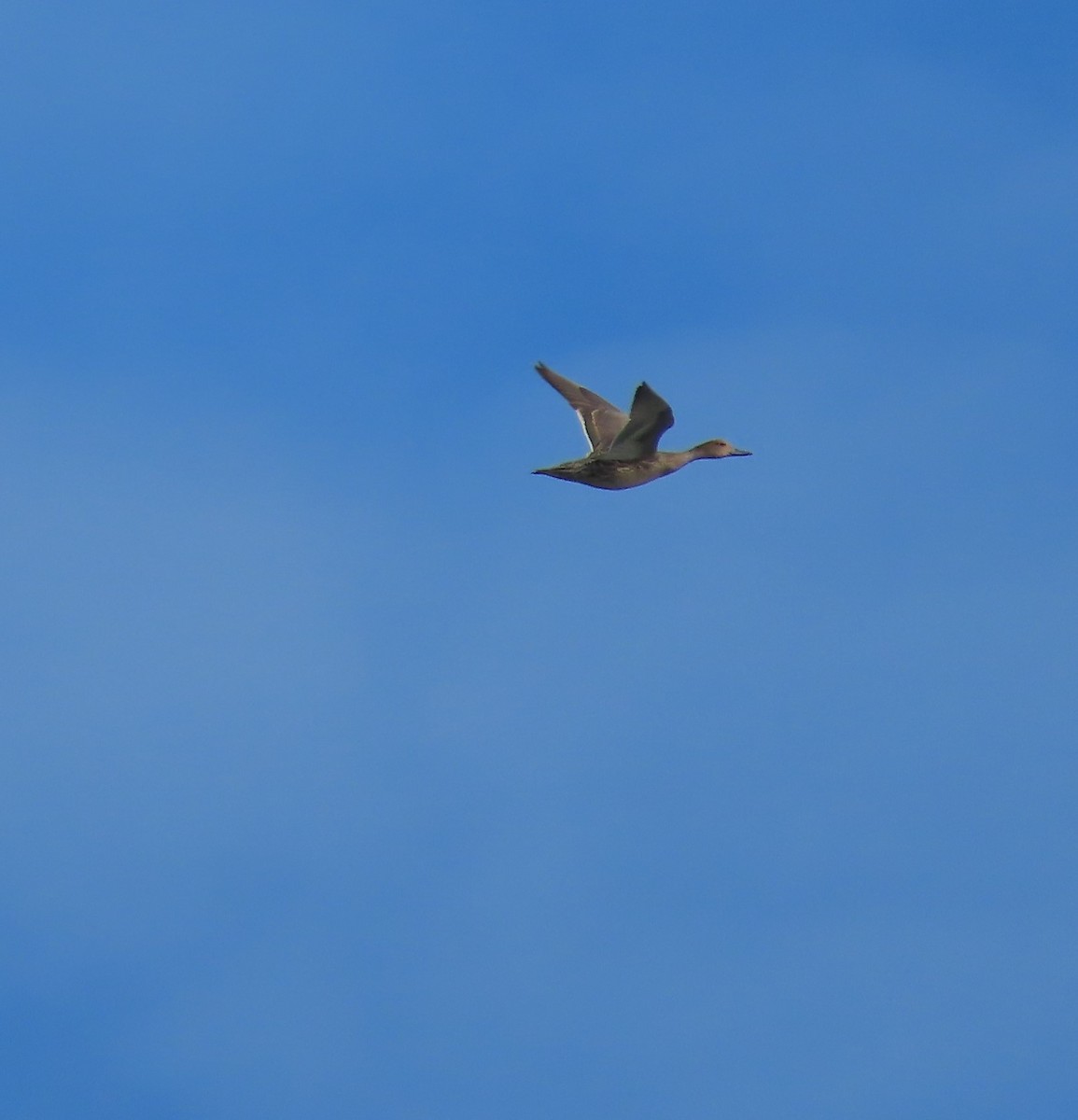 Northern Pintail - ML608466117