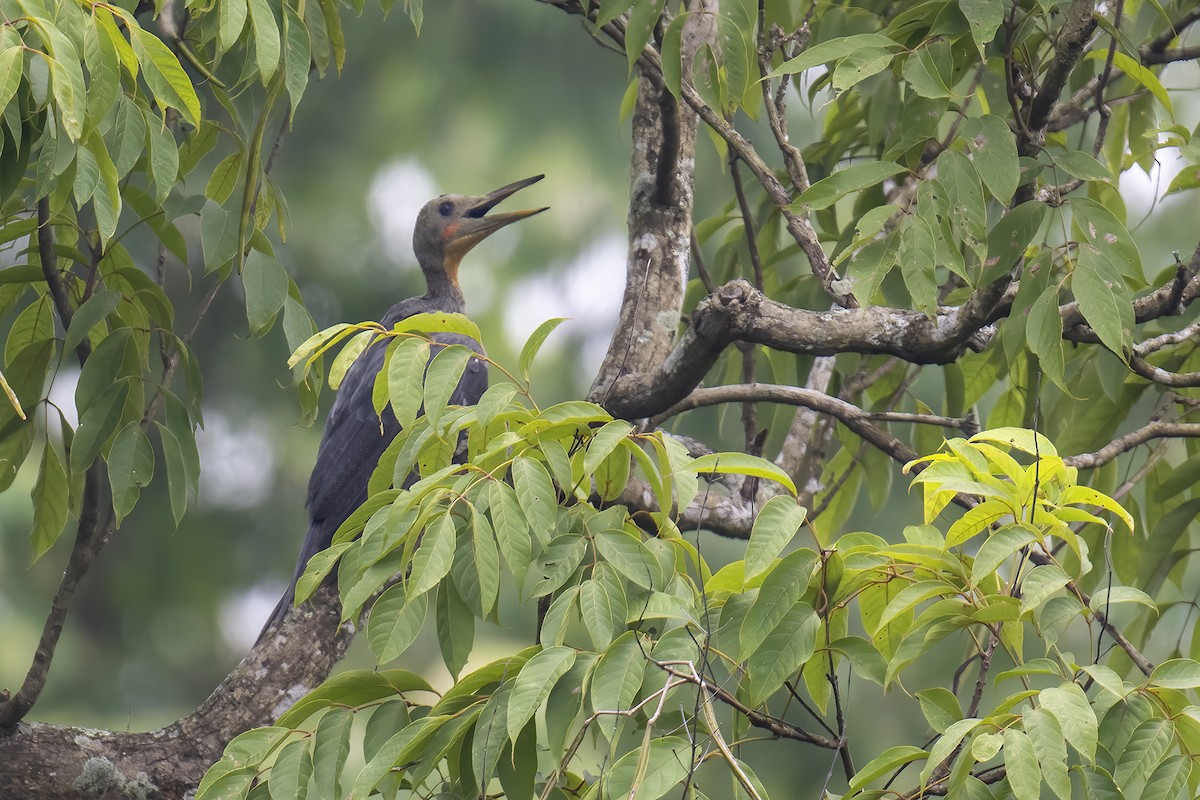 Great Slaty Woodpecker - Parthasarathi Chakrabarti
