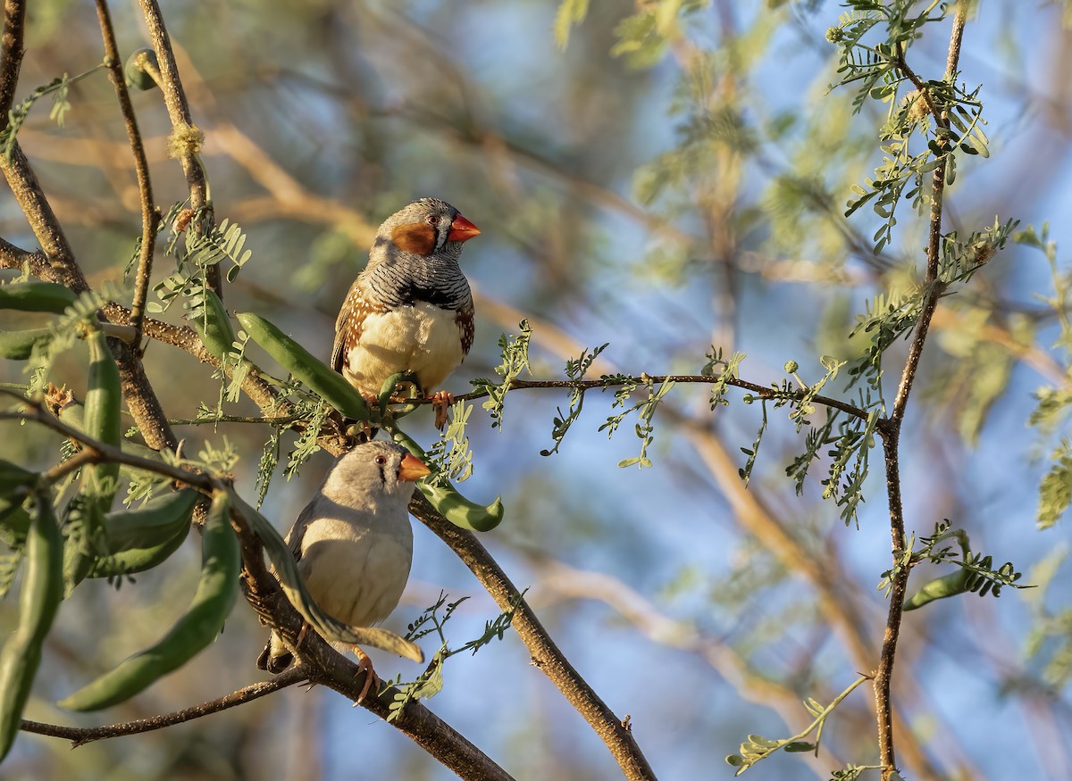 Zebra Finch - ML608466268