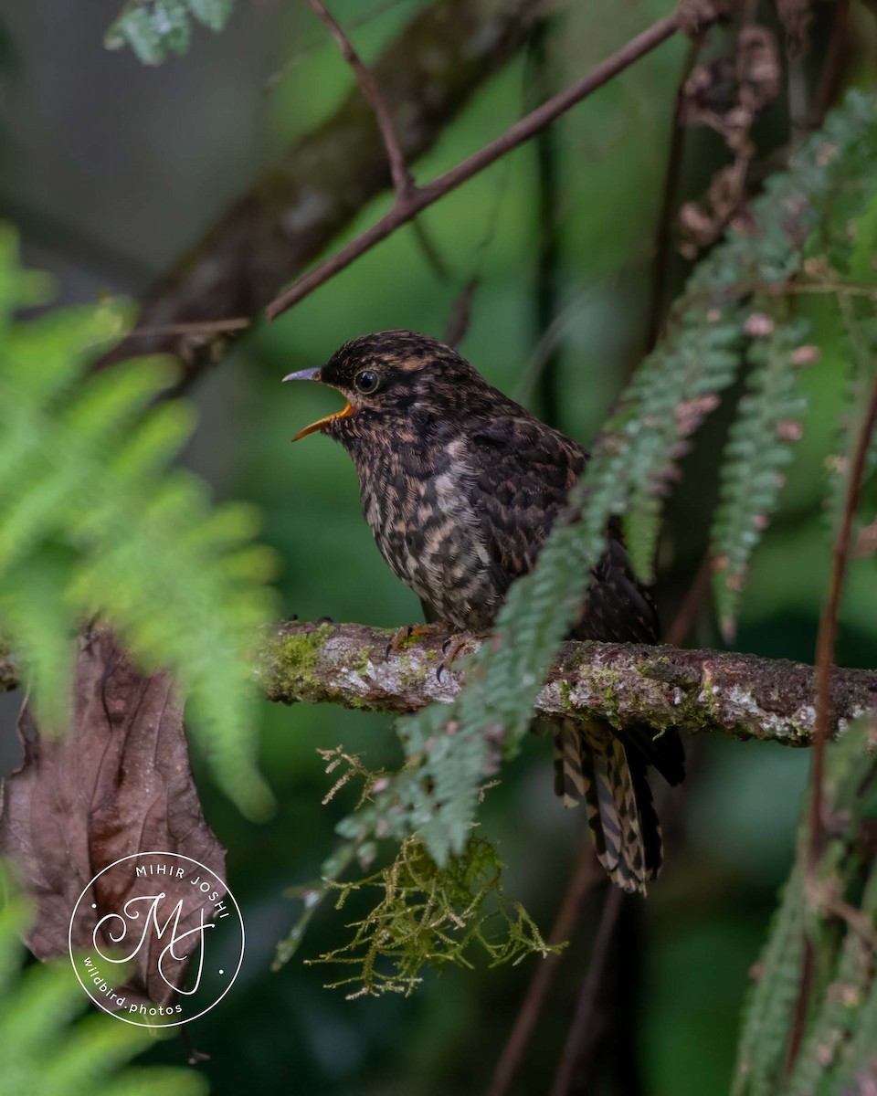 Rufous-throated Bronze-Cuckoo - ML608466408