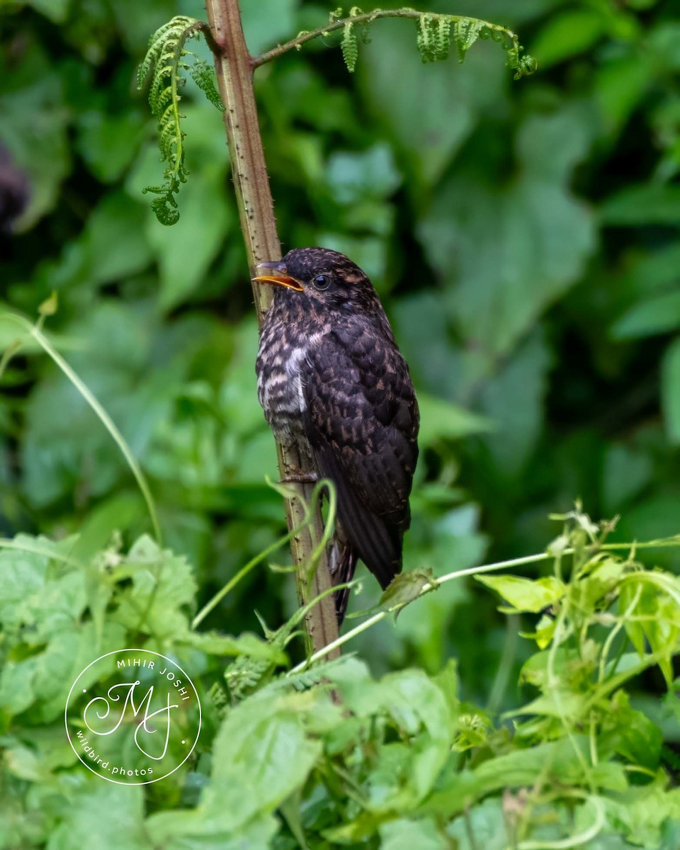 Rufous-throated Bronze-Cuckoo - ML608466409