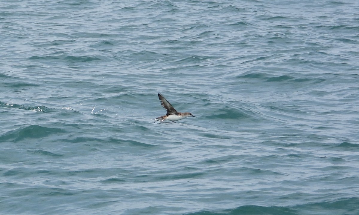 Persian Shearwater - Xander Vissering