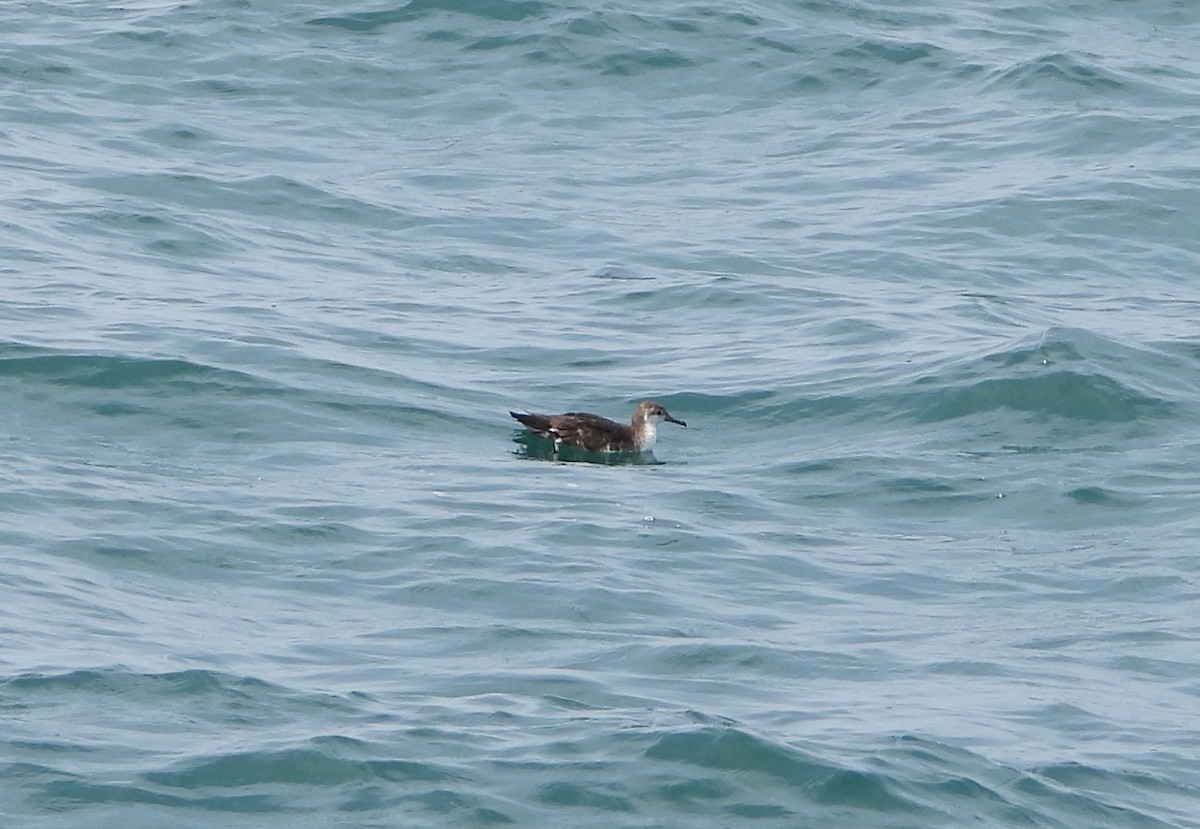 Persian Shearwater - ML608466483