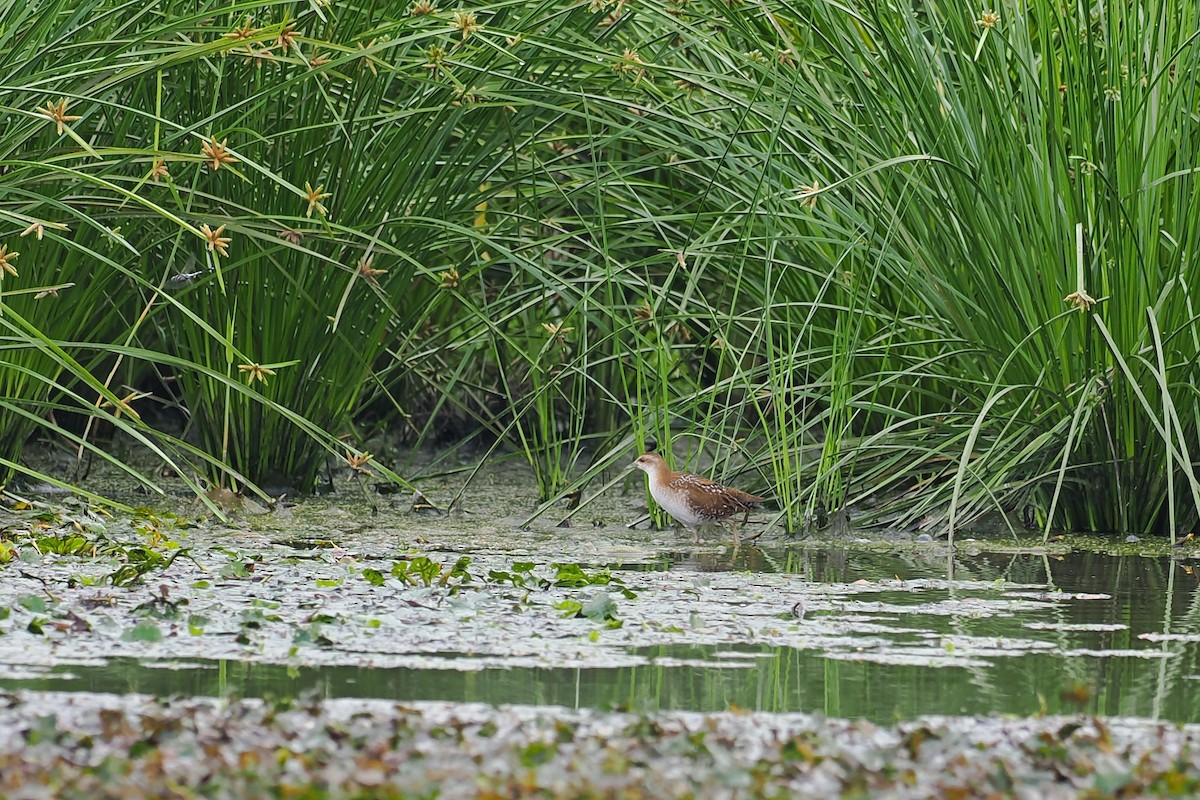 Baillon's Crake (Eastern) - ML608466652