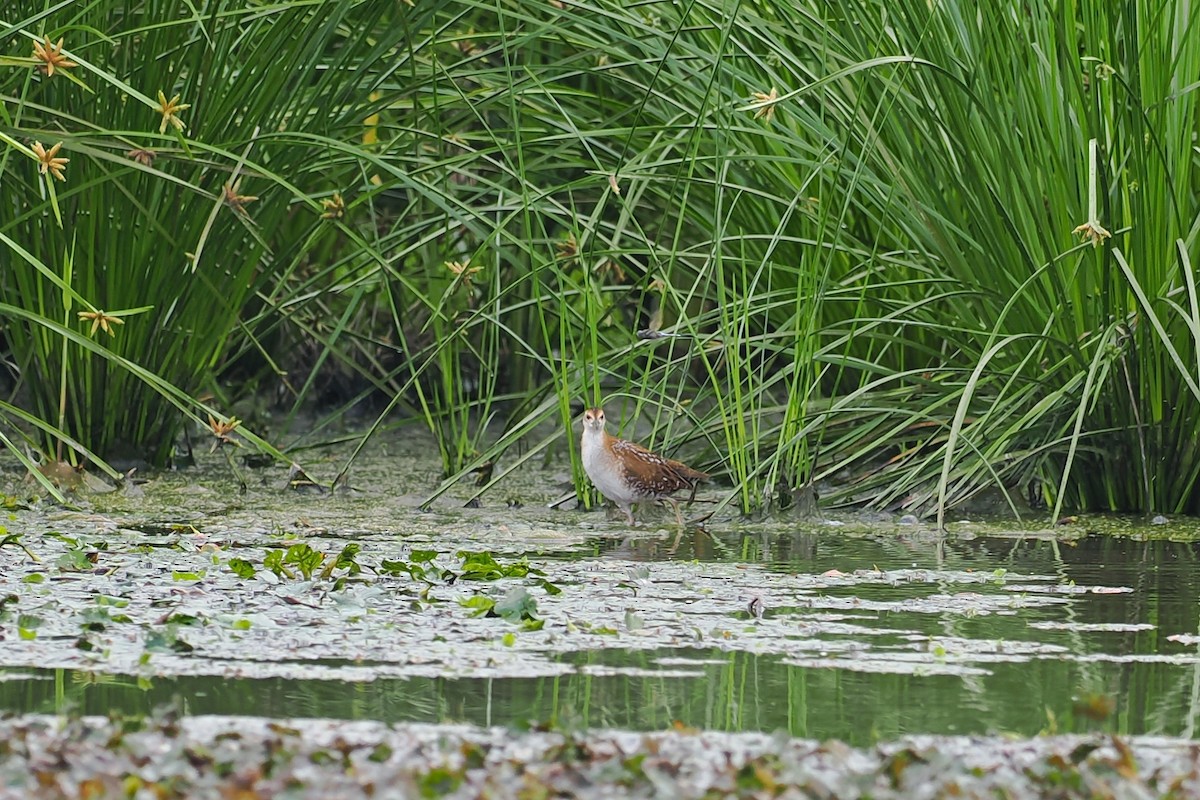 Baillon's Crake (Eastern) - ML608466654