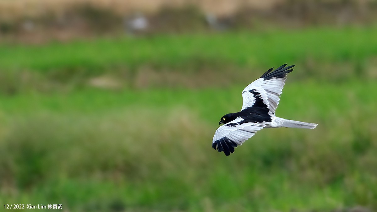 Pied Harrier - Lim Ying Hien