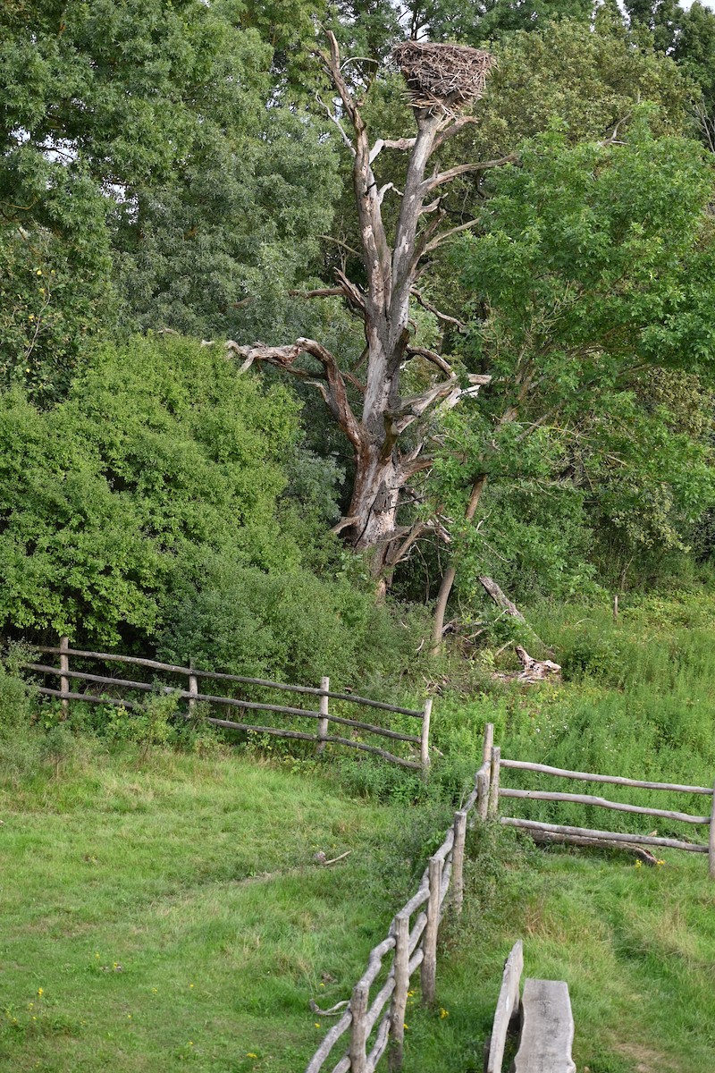 Cigüeña Blanca - ML608466728