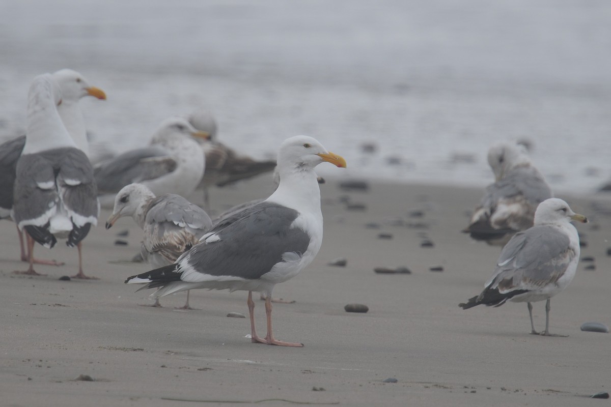 Western Gull - ML608467027