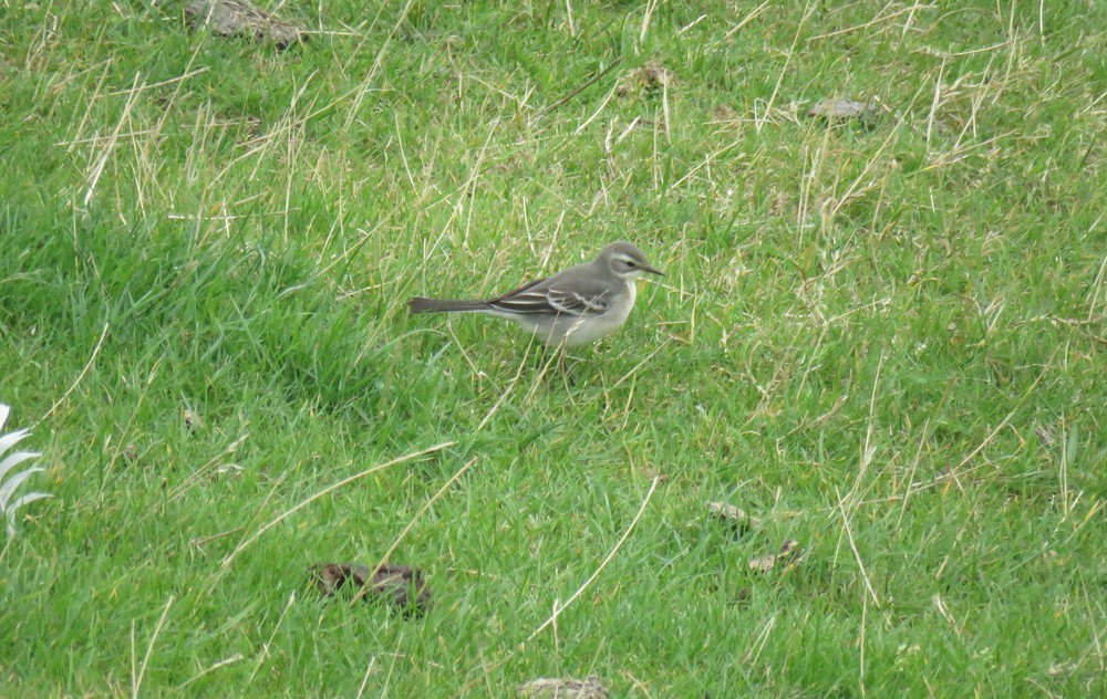 Citrine Wagtail - ML608467050