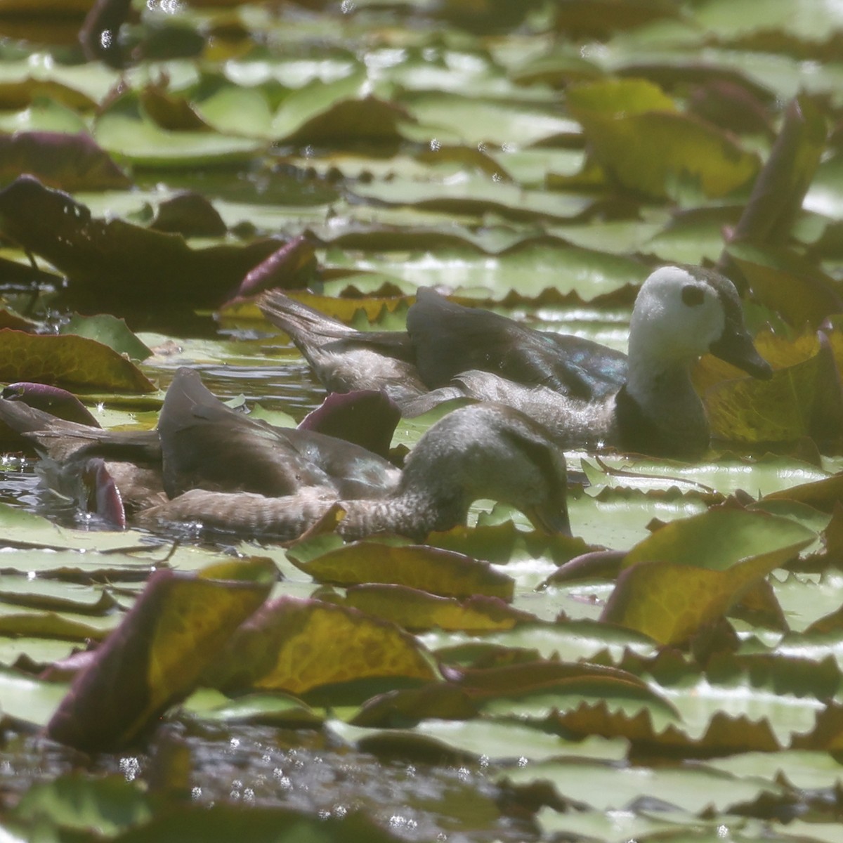 Cotton Pygmy-Goose - ML608467152