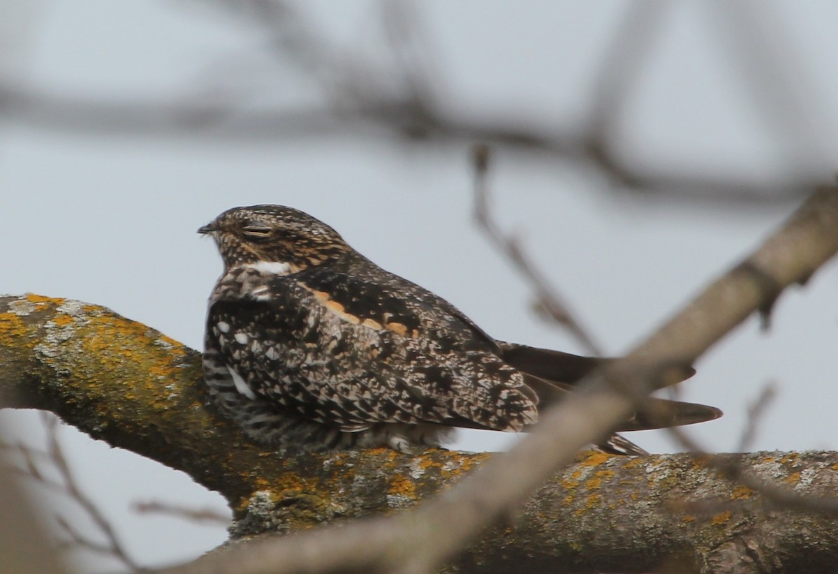 Common Nighthawk - Sandy Vorpahl