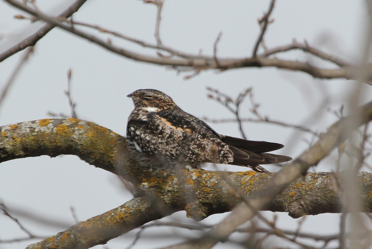 Common Nighthawk - Sandy Vorpahl