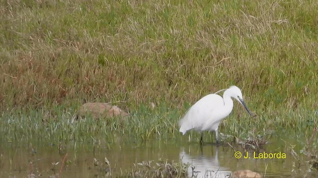 Little Egret - ML608467449