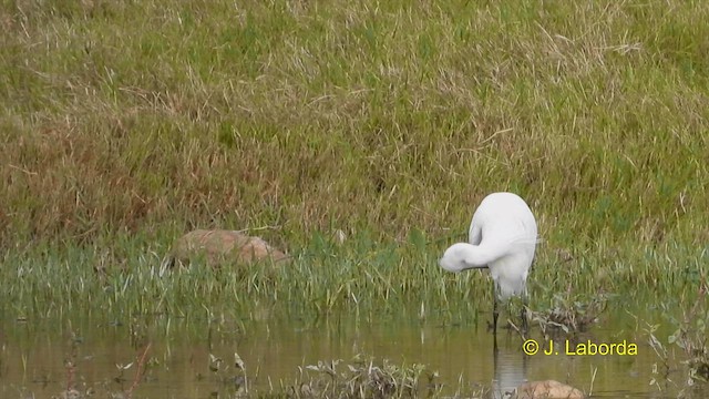 Little Egret - ML608467450