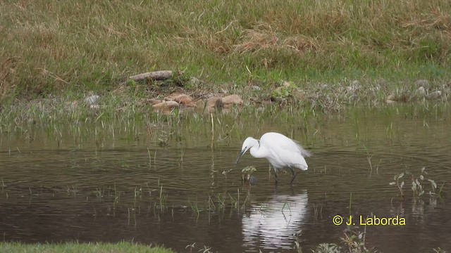 Little Egret - ML608467451