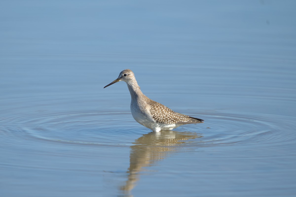 Lesser Yellowlegs - ML608467829