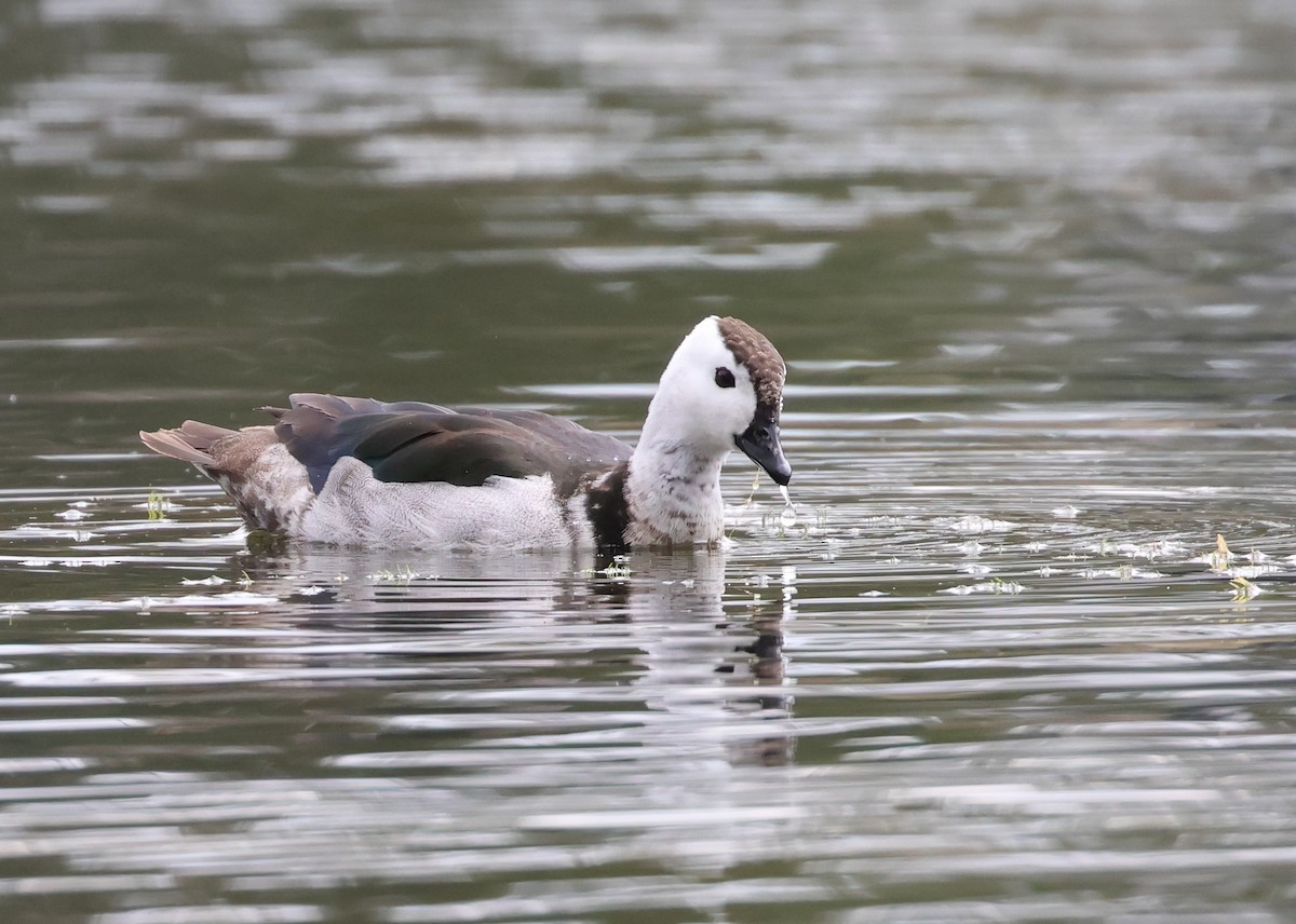 Cotton Pygmy-Goose - ML608467836