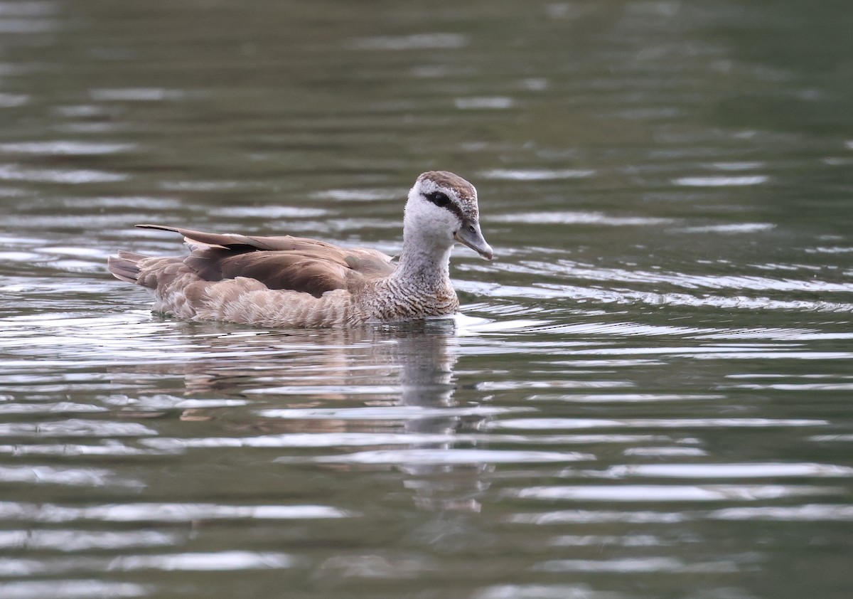 Cotton Pygmy-Goose - ML608467837