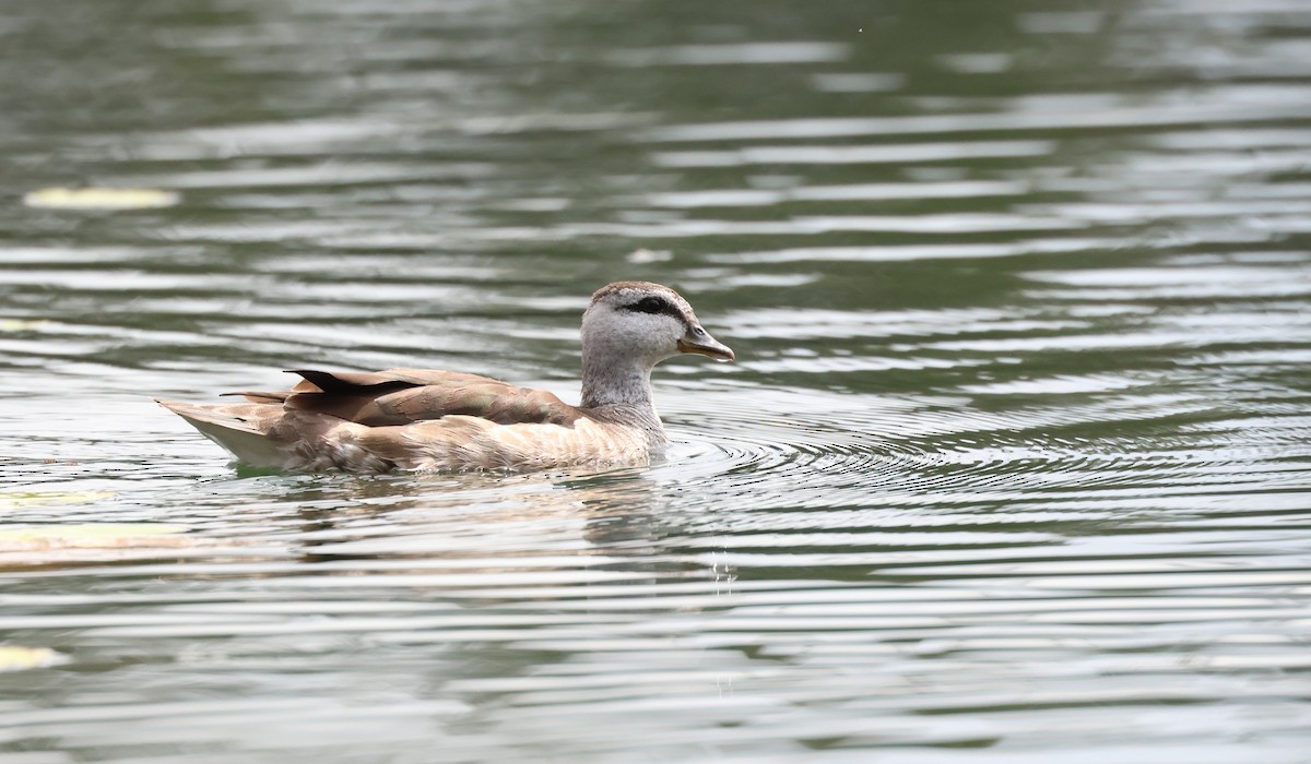 Cotton Pygmy-Goose - ML608467838