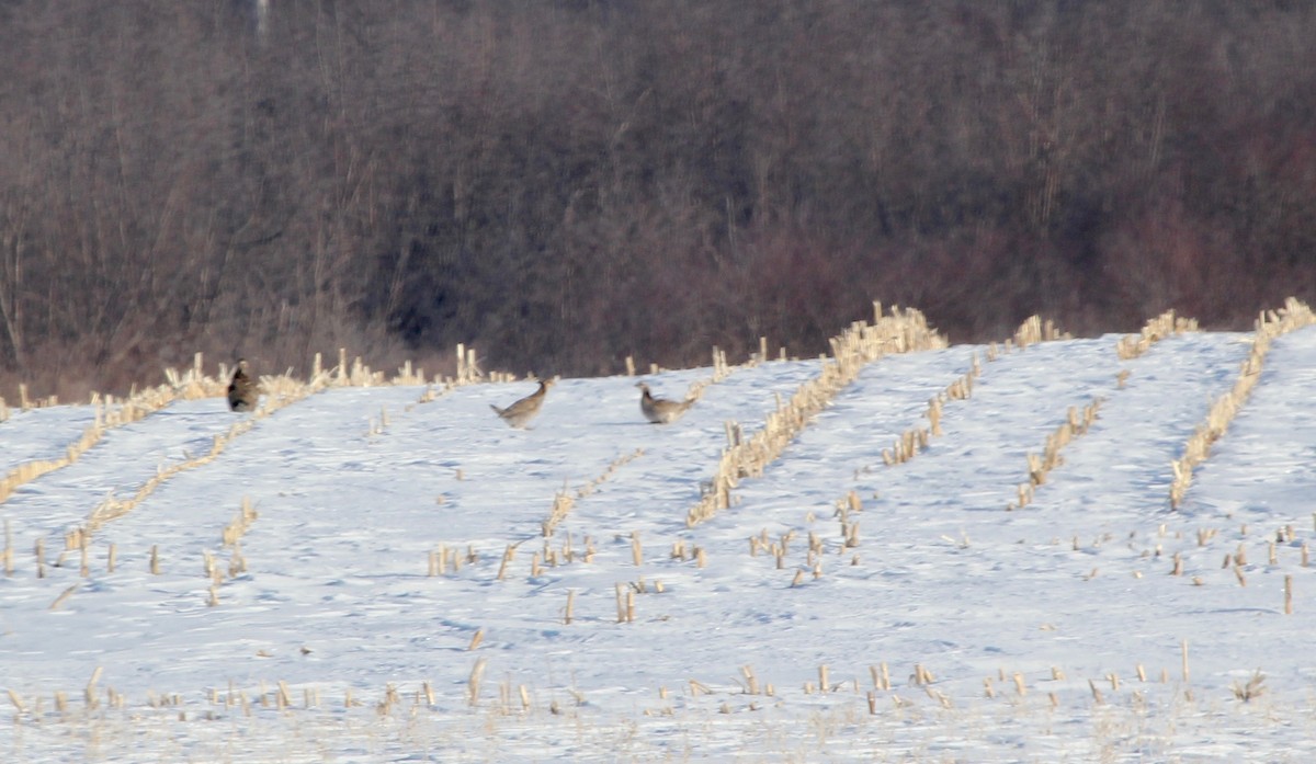 Greater Prairie-Chicken - Sandy Vorpahl