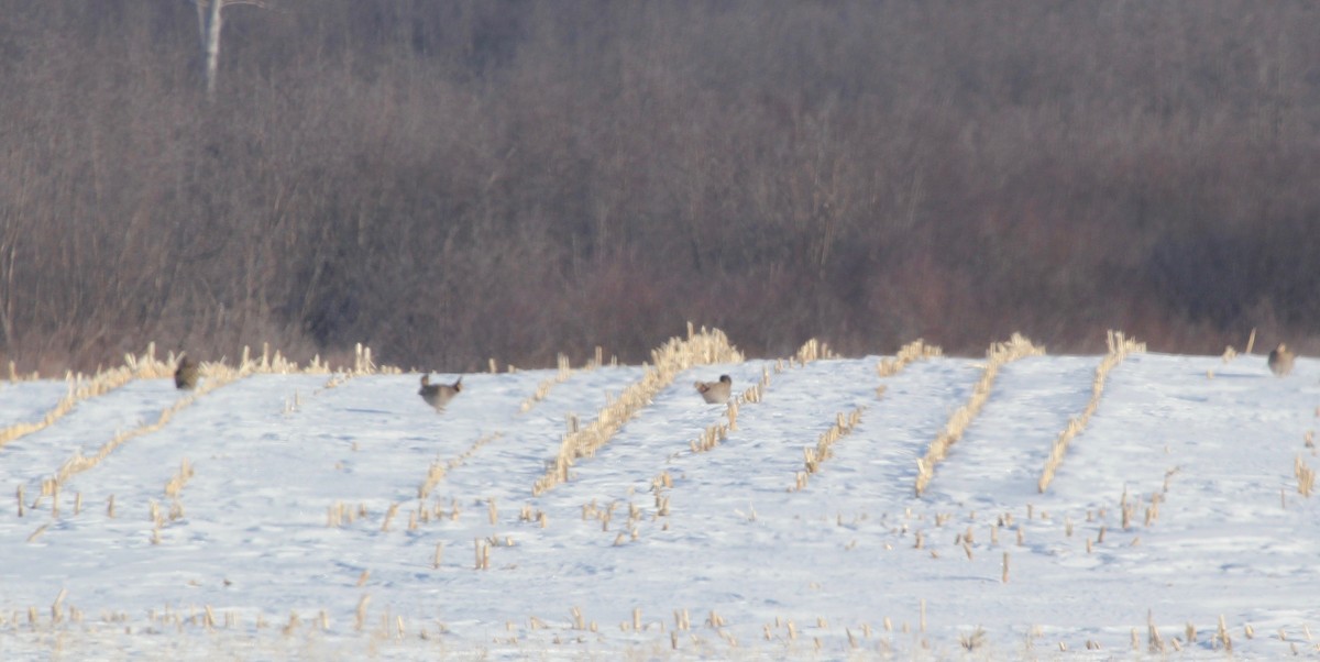 Greater Prairie-Chicken - Sandy Vorpahl