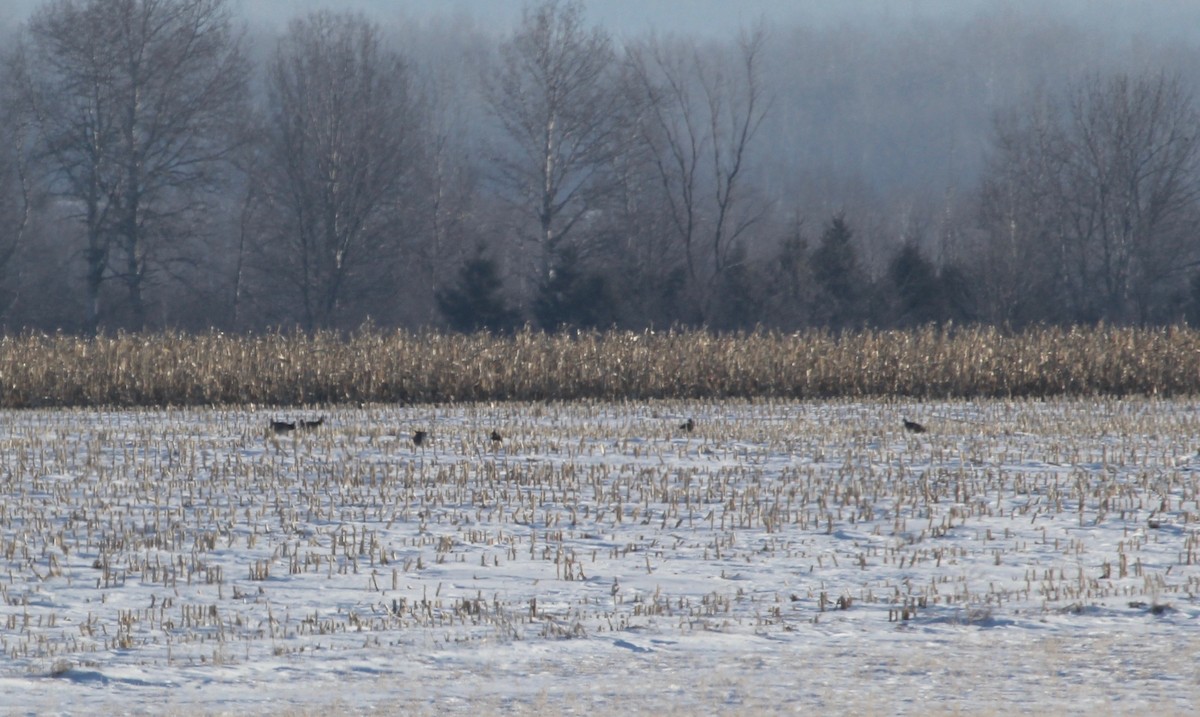 Greater Prairie-Chicken - ML608467879