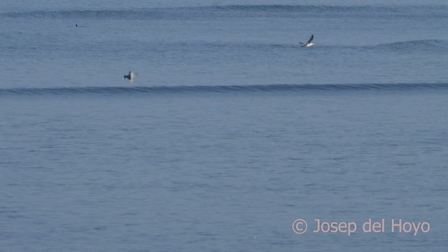 Peruvian Tern - ML608467939