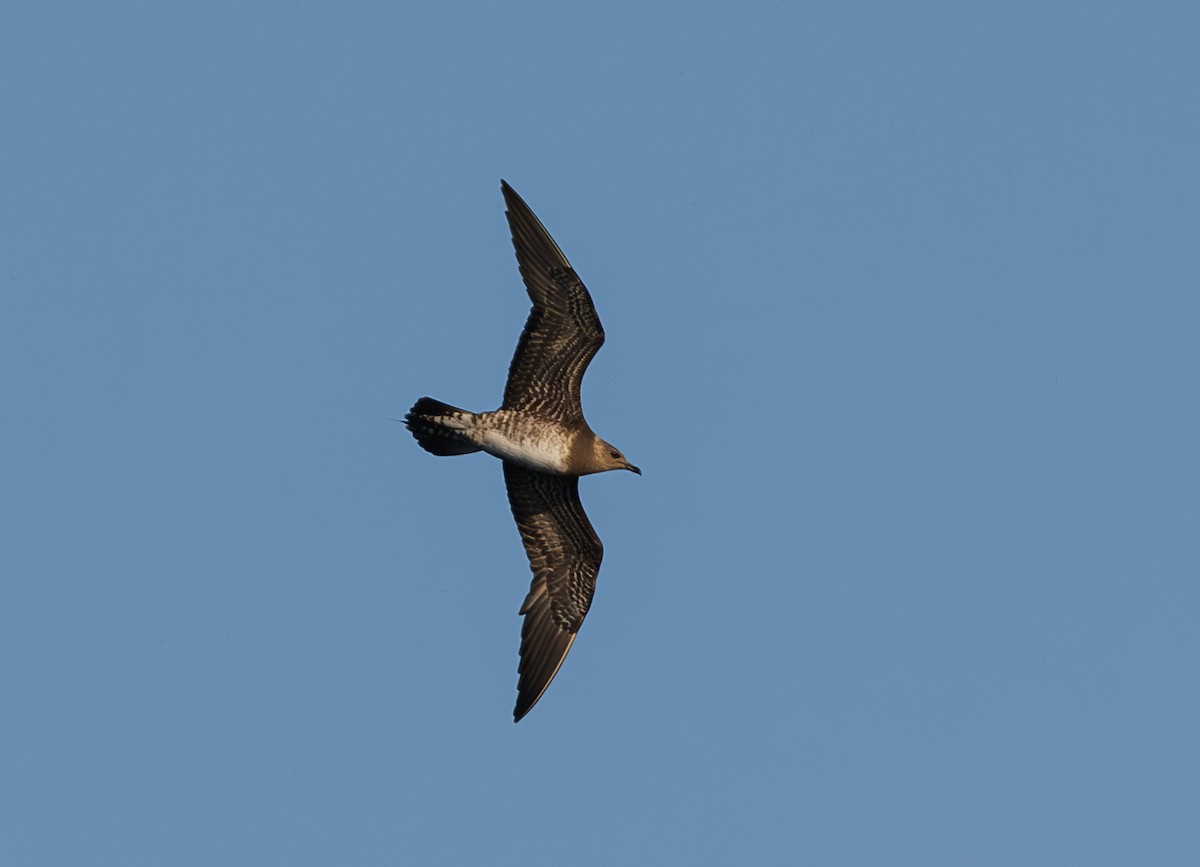 Long-tailed Jaeger - Chezy Yusuf