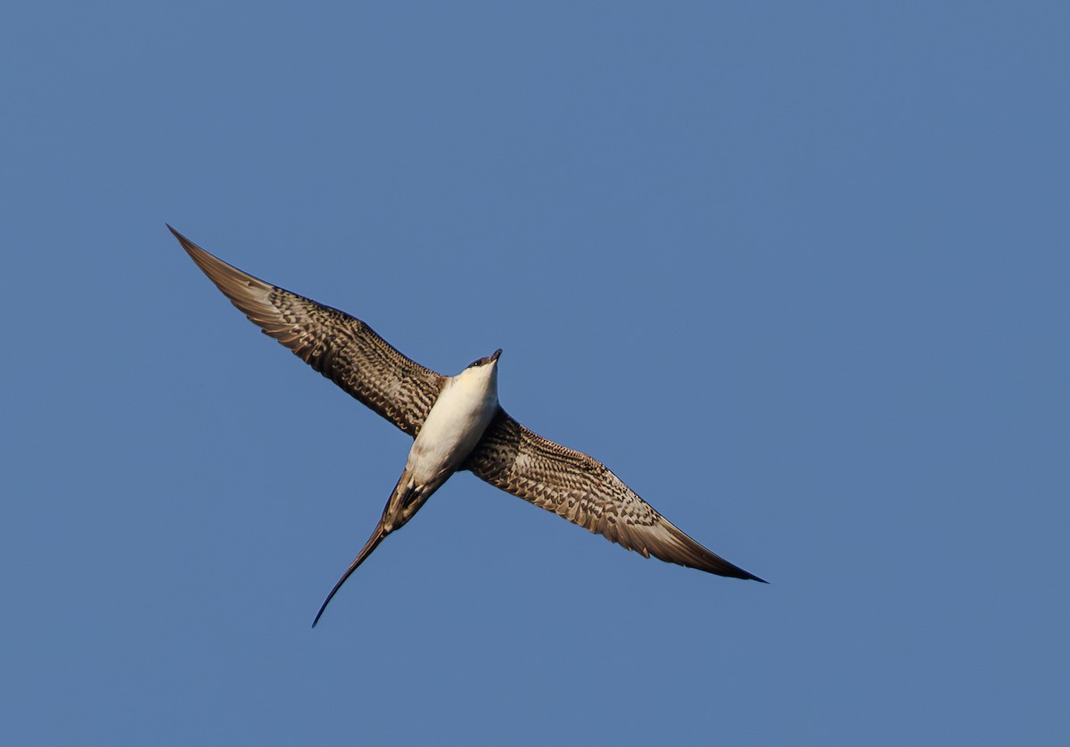 Long-tailed Jaeger - ML608468098
