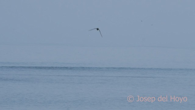 Peruvian Tern - ML608468103