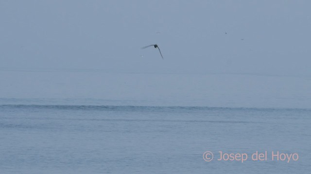 Peruvian Tern - ML608468103