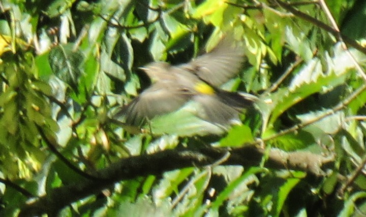 Yellow-rumped Warbler - ML608468113