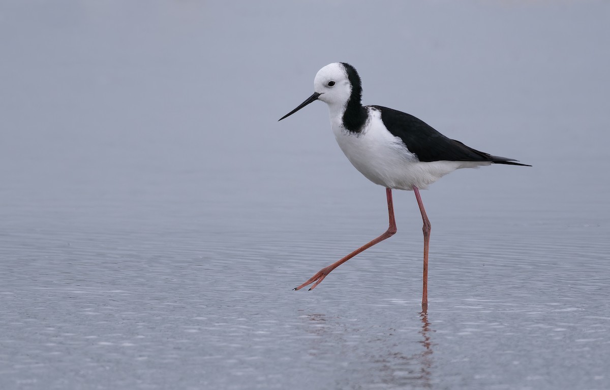 Pied Stilt - ML608468118