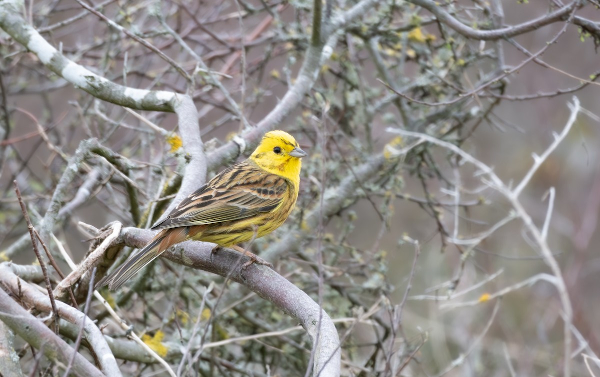 Bruant jaune - ML608468121