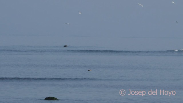 Peruvian Tern - ML608468154