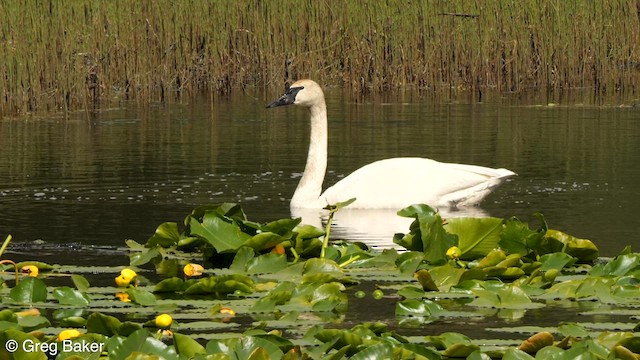 Cygne trompette - ML608468176