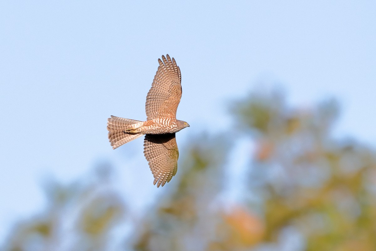 Collared Sparrowhawk - ML608468449