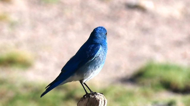 Mountain Bluebird - ML608468510