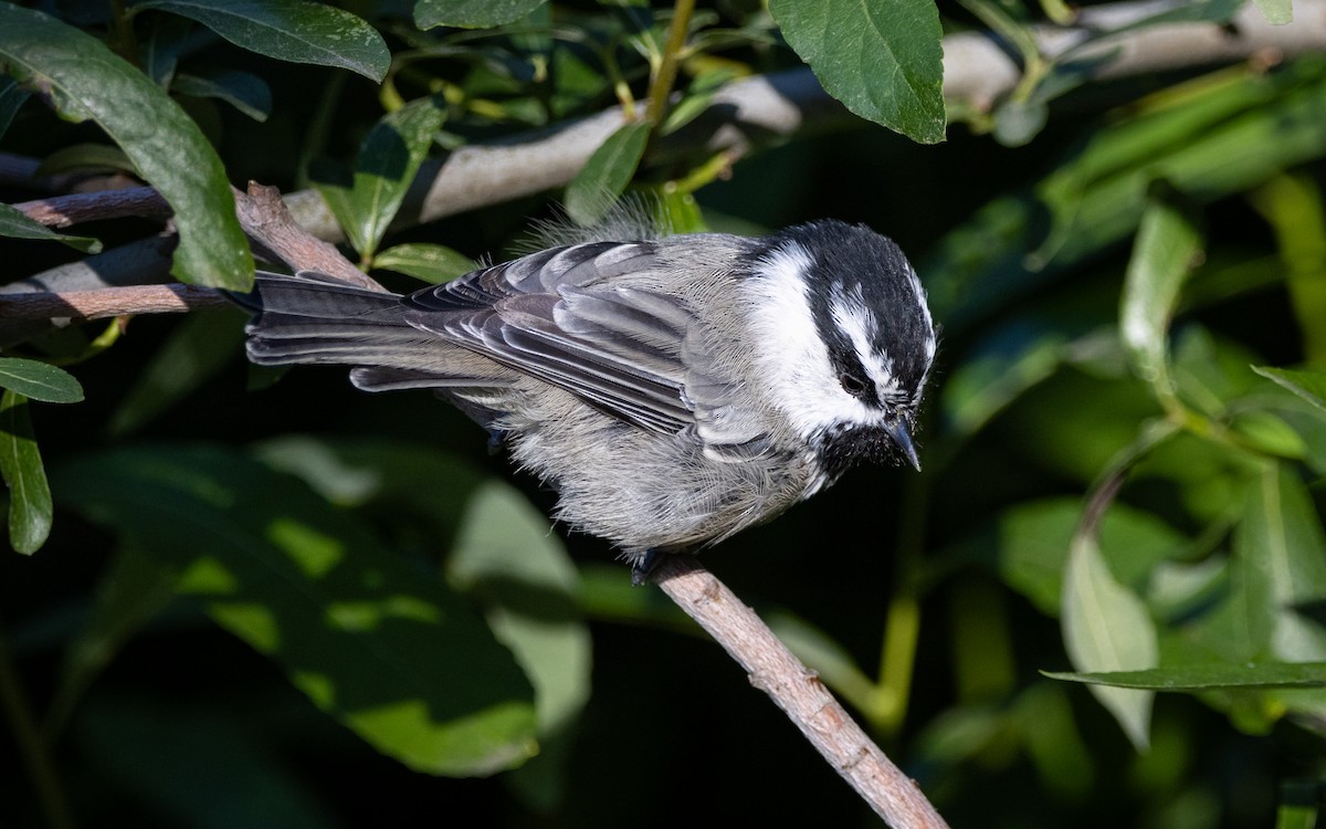 Mésange de Gambel - ML608468583