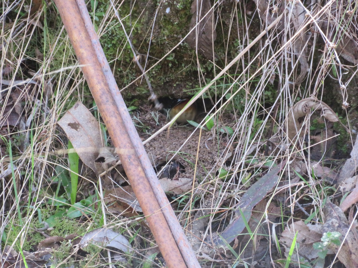 Spotted Pardalote - ML608468662